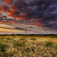 Летний вечер... :: Александр Никитинский