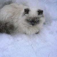 Алиса на снегу :: olga 