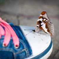 Отважная бабочка :: Мария Сидорова