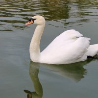 Белый лебедь на пруду... :: Ирина Пластинина