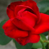 Июльская роза... :: Тамара (st.tamara)