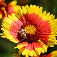 Пчёлка на цветочке :: Анастасия Логунова