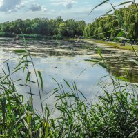 Городской прудик :: Юлия Бабитко