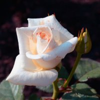 Белая роза :: Александр Шихин