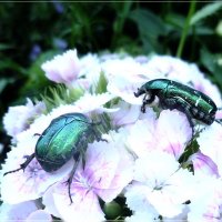 Майские жуки :: AlisaBeks 