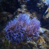 Snakelock anemone :: Natalia Harries