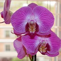 Орхидеи :: Сергей Тарабара