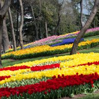 Фестиваль тюльпанов в парке Эмирган :: Марат Рысбеков