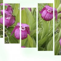 сибирская орхидея :: evgeny 