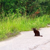 Если черный кот дорогу перейдет :: Наталья Серегина