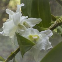 Орхидея Дендробиум :: Aнна Зарубина