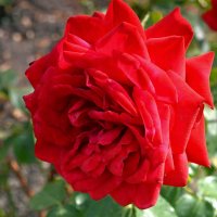 Красная роза :: Ростислав 