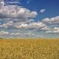Поле пшеничное - настоящее золото :: Александр Л......