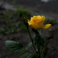 Жёлтая роза :: Владимир Кроливец