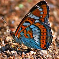 Butterfly :: Марина Мишутина