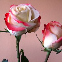 Две розы :: Сергей Карачин