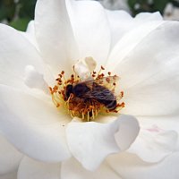 Пчела на цветке :: Evgeny St.