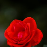 Красная роза :: Николай Николенко