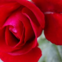 Красная роза :: Марина Легкая
