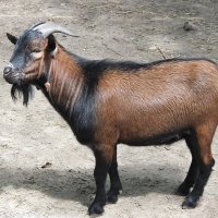 Камерунская коза :: Evgeny St.