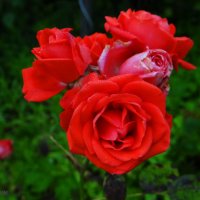 Милые розы. :: Антонина Гугаева