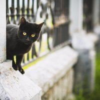 Черный кот :: Олег Бондаренко