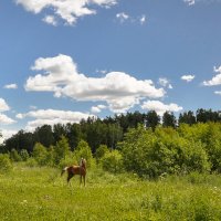 Лето.Подмосковье :: Инга Кондрашова 