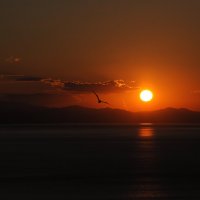 Seagull of sunrise :: Daniel Onishchenko