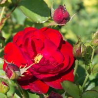 Красная роза. :: Татьяна Калинкина