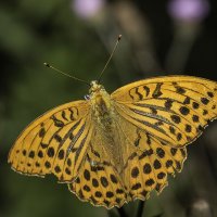 Перламутровка большая лесная (самец). Argynnis paphia :: Александр Аксёнов