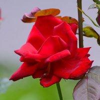 Розы в парке. :: Геннадий Александрович