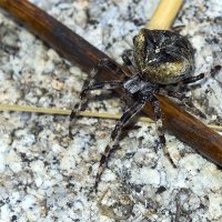 Угловатый крестовик (Araneus angulatus) :: Мария Кириллова