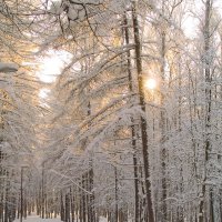 Мороз и солнце 2 :: Николай Полыгалин