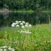 полевые цветы возле реки :: Natatka-i 