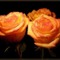 Три розы... :: Эля Юрасова