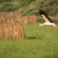 Рано утром на лугу...... :: Виталий Латышонок