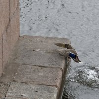 Заканчиваем водные процедуры :: Владимир Шутов