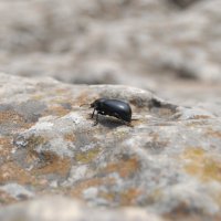Горный путь одинокого жука :: Aneelopa 