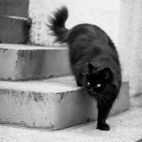 тот самый  чёрный кот :: шамиль нурахметов