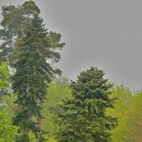 деревья Версальского парка :: Александр Корчемный