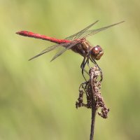 Red Dragonfly :: Дмитрий Гортинский