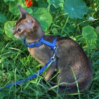 Абиссинский котенок :: Наталья Андреева