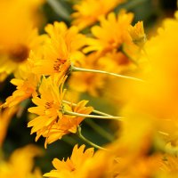 Желтые Цветы :: Екатерина Медведева
