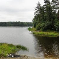 Лесное озеро в Рощино :: Елена Павлова (Смолова)