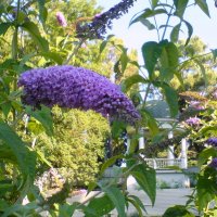 BUDDLEJA JAPONICA :: Tata Wolf