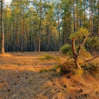 Вечерком в сосновом бору... :: Иван Солонинка