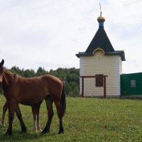 Пастораль в селе Сростки :: Виктор Буянов