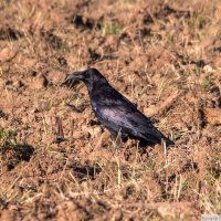 Corvus Corax :: Izabel 