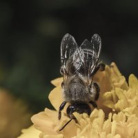 Пчелиная йога или как добыть нектар :: Александр Русинов