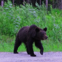 "Выход в цивилизацию" :: Любовь 